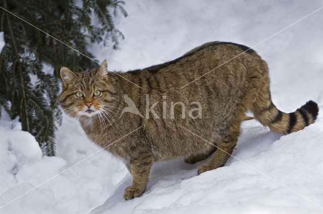 Wilde kat (Felis silvestris)