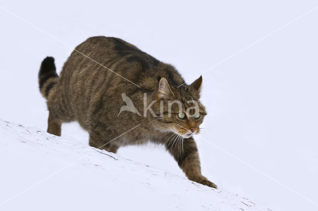 Wilde kat (Felis silvestris)