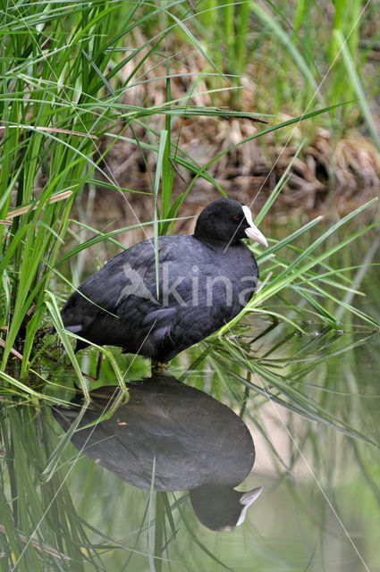 Common Coot (Fulica atra)