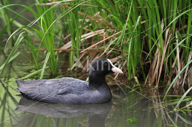 Meerkoet (Fulica atra)