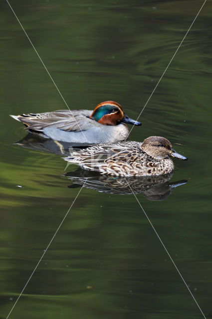 Green-winged Teal (Anas crecca)