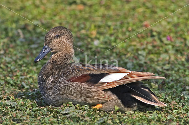 Krakeend (Anas strepera)