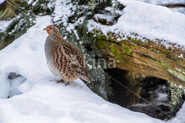 Grey Partridge (Perdix perdix)