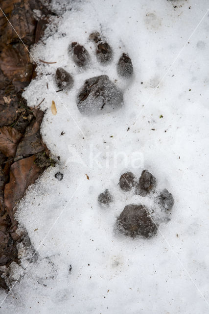 Euraziatische lynx (Lynx lynx)