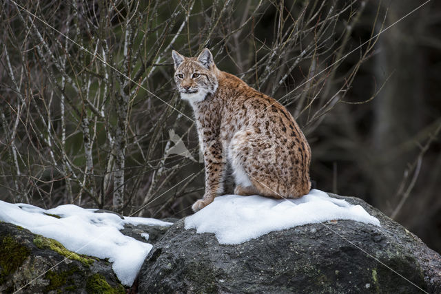 Euraziatische lynx (Lynx lynx)