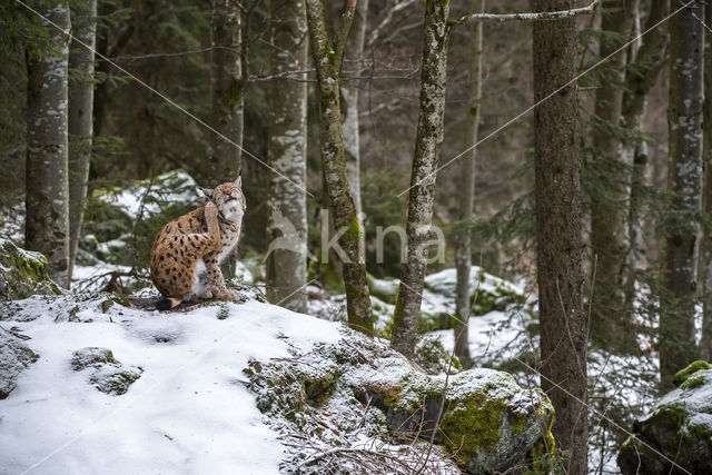 Euraziatische lynx (Lynx lynx)