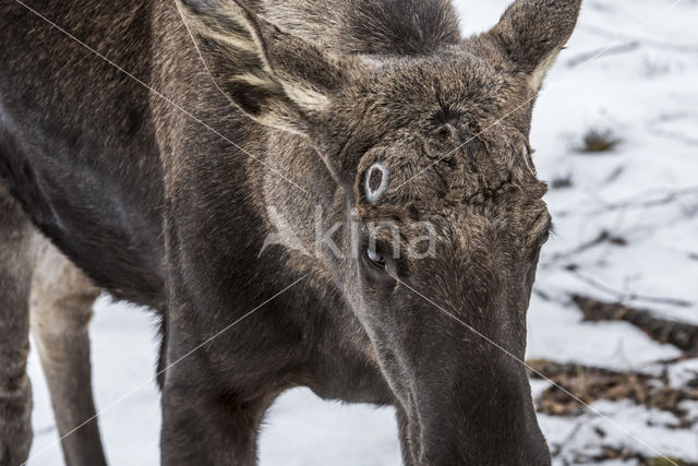Elk (Alces alces)