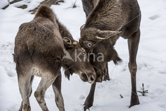 Elk (Alces alces)