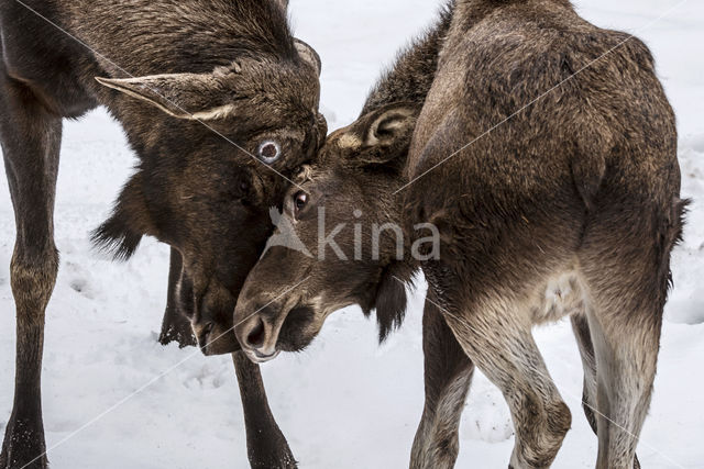 Elk (Alces alces)