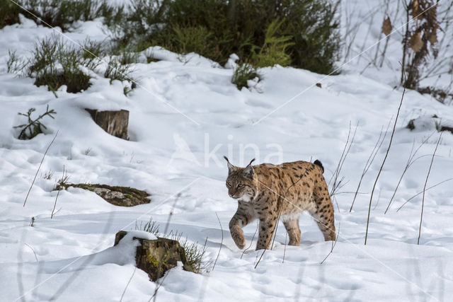 Eurasian Lynx (Lynx lynx)