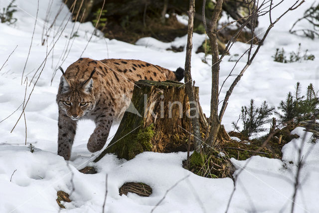 Euraziatische lynx (Lynx lynx)