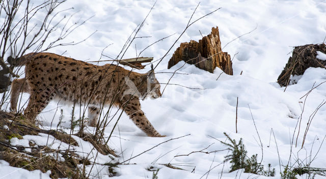 Euraziatische lynx (Lynx lynx)