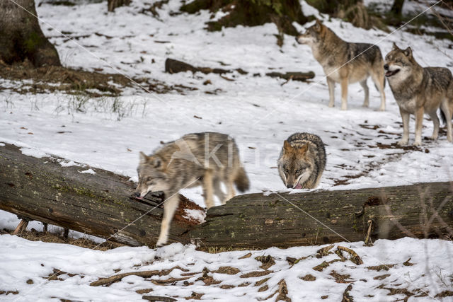 Grey Wolf (Canis lupus)