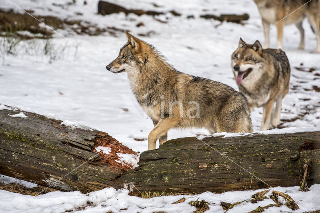 Grey Wolf (Canis lupus)