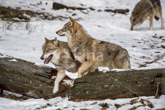 Grey Wolf (Canis lupus)