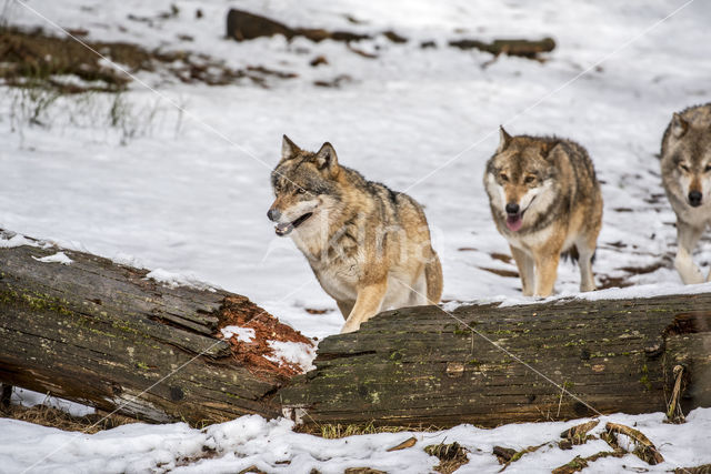 Grey Wolf (Canis lupus)