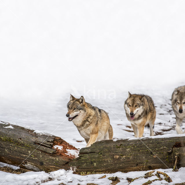 Grey Wolf (Canis lupus)