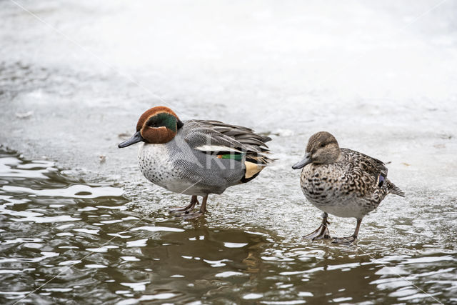 Green-winged Teal (Anas crecca)