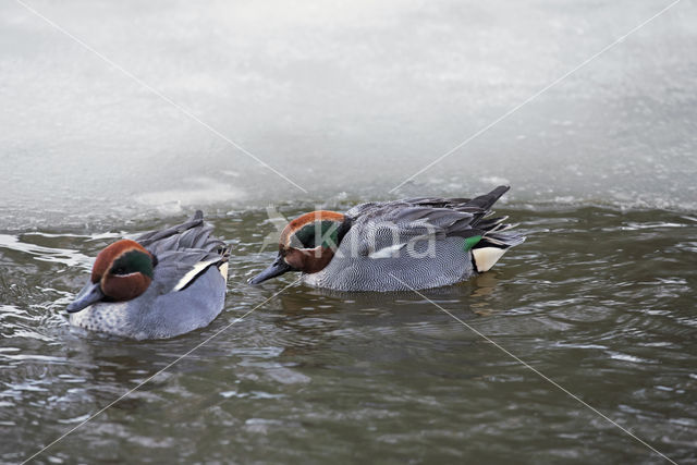 Green-winged Teal (Anas crecca)