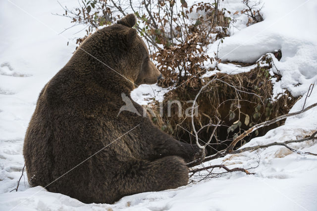 Bruine beer (Ursus arctos)