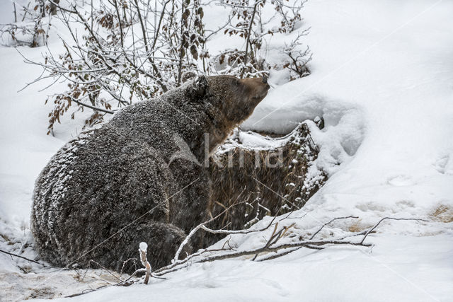 Bruine beer (Ursus arctos)