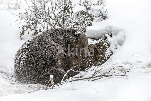 Bruine beer (Ursus arctos)