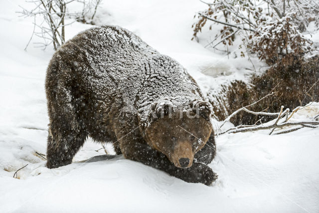 Bruine beer (Ursus arctos)