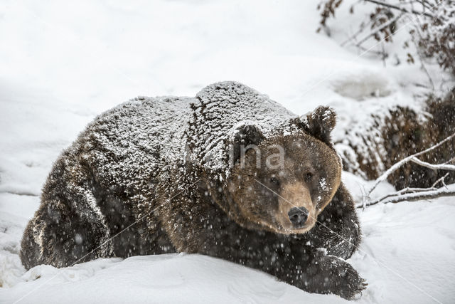 Bruine beer (Ursus arctos)