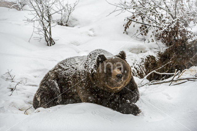 Bruine beer (Ursus arctos)