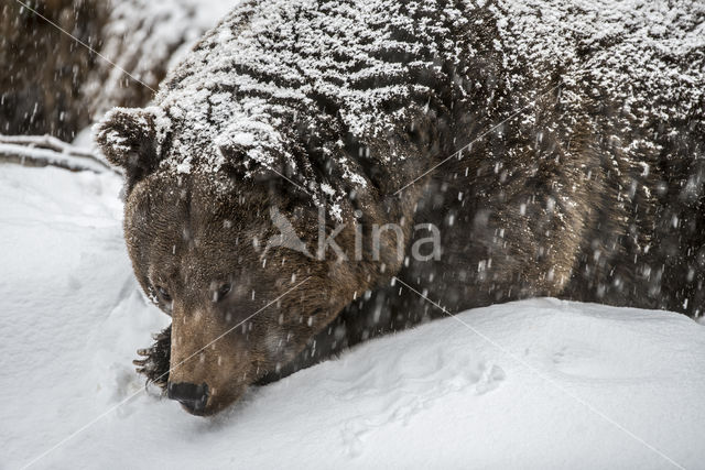 Brown Bear (Ursus arctos)