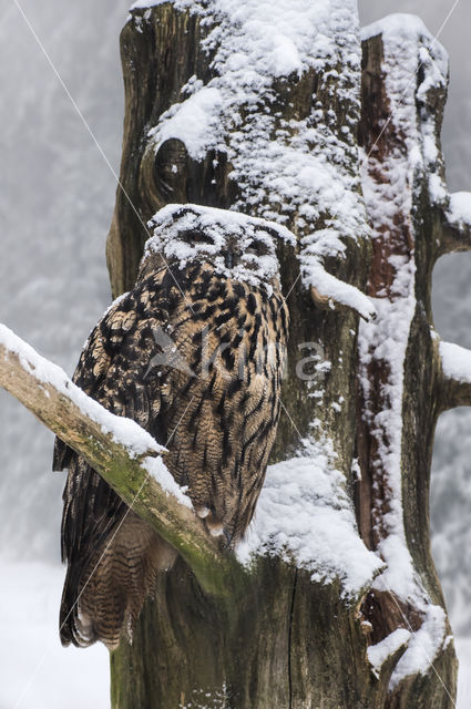 Eurasian Eagle-Owl (Bubo bubo)