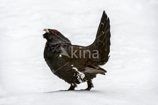 Eurasian Capercaillie (Tetrao urogallus)