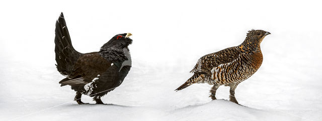 Eurasian Capercaillie (Tetrao urogallus)