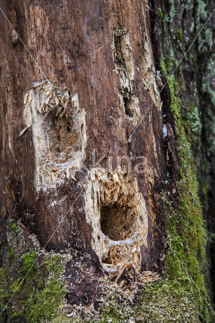 Black Woodpecker (Dryocopus martius)