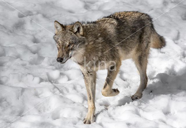 Grey Wolf (Canis lupus)