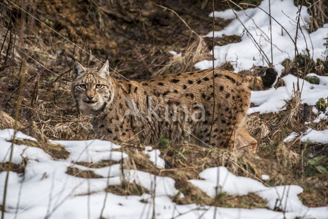 Eurasian Lynx (Lynx lynx)