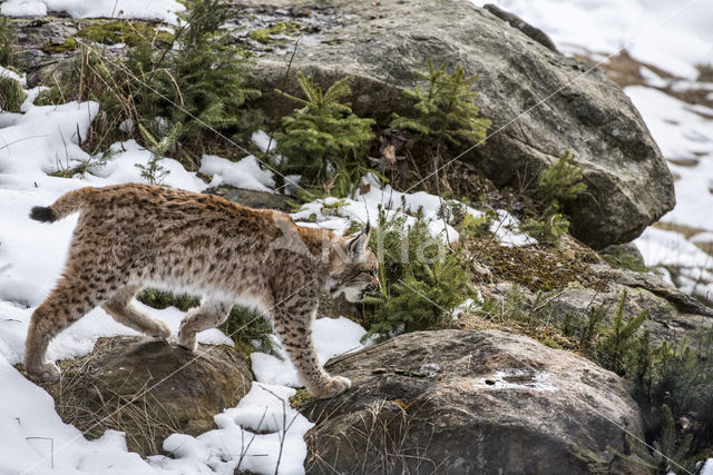 Euraziatische lynx (Lynx lynx)