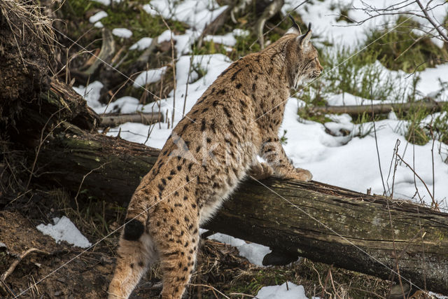 Euraziatische lynx (Lynx lynx)