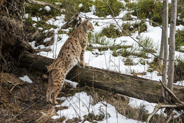 Euraziatische lynx (Lynx lynx)