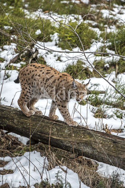 Euraziatische lynx (Lynx lynx)