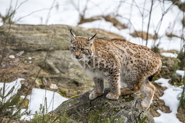 Euraziatische lynx (Lynx lynx)