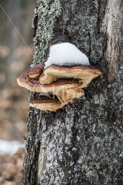 Benzoin Bracket (Ischnoderma benzoinum)