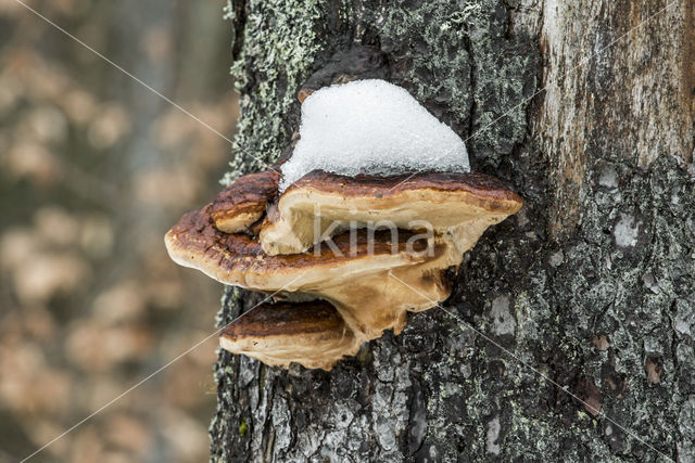 Teervlekkenzwam (Ischnoderma benzoinum)