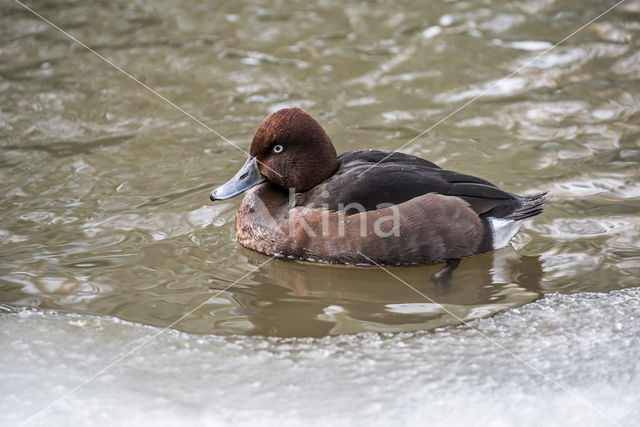 White-eyed Pochard