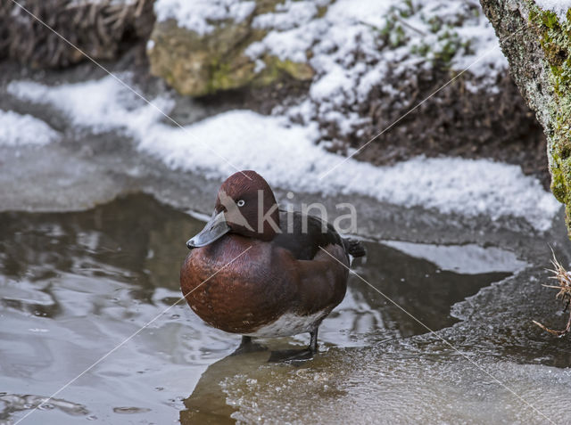 White-eyed Pochard