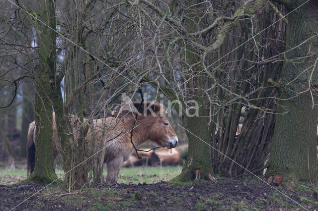 Przewalskipaard (Equus przewalskii)