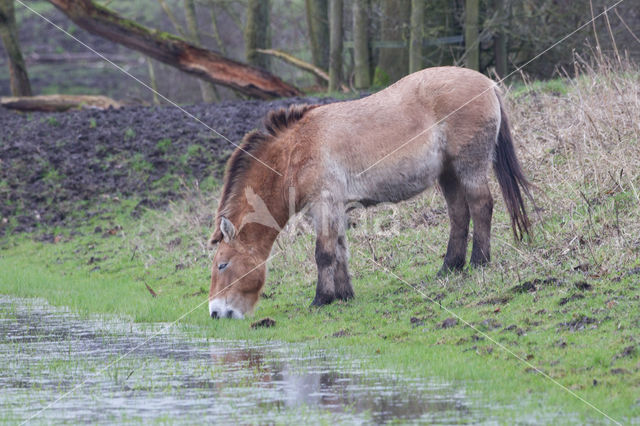 Przewalskipaard (Equus przewalskii)