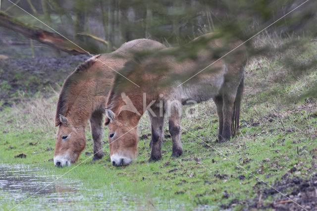 Przewalskipaard (Equus przewalskii)