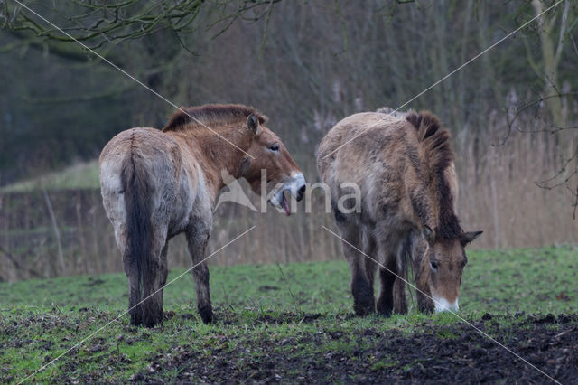 Przewalskipaard (Equus przewalskii)