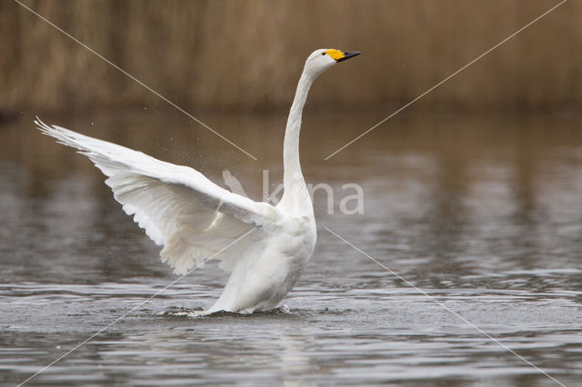 Wilde Zwaan (Cygnus cygnus)